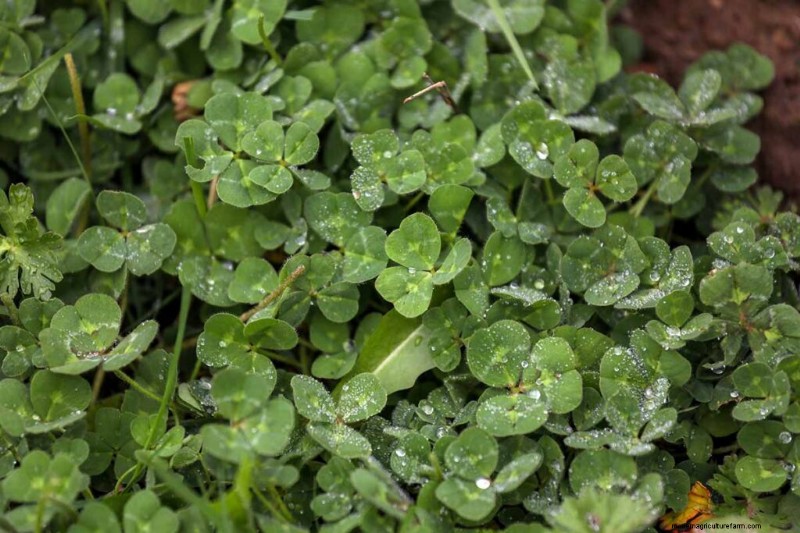 Edible & Medicinal Weeds: 39 Common Plants for Health & Wellness