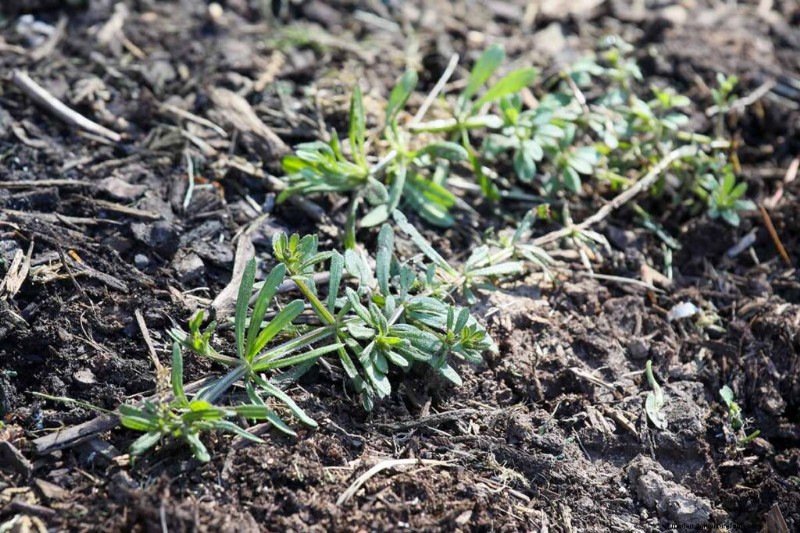Edible & Medicinal Weeds: 39 Common Plants for Health & Wellness