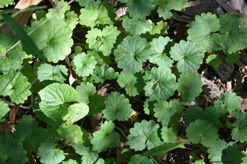 Edible & Medicinal Weeds: 39 Common Plants for Health & Wellness