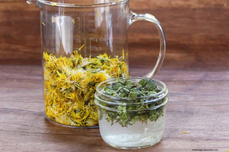 Edible & Medicinal Weeds: 39 Common Plants for Health & Wellness