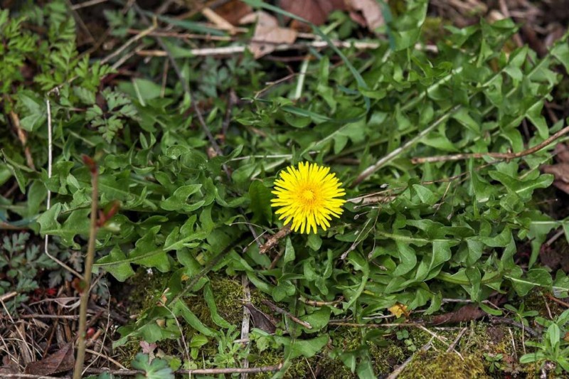 Edible & Medicinal Weeds: 39 Common Plants for Health & Wellness