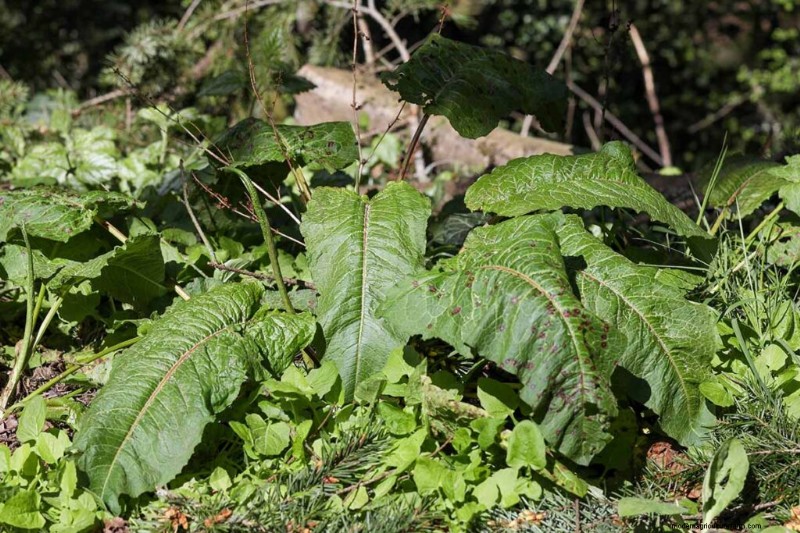 Edible & Medicinal Weeds: 39 Common Plants for Health & Wellness