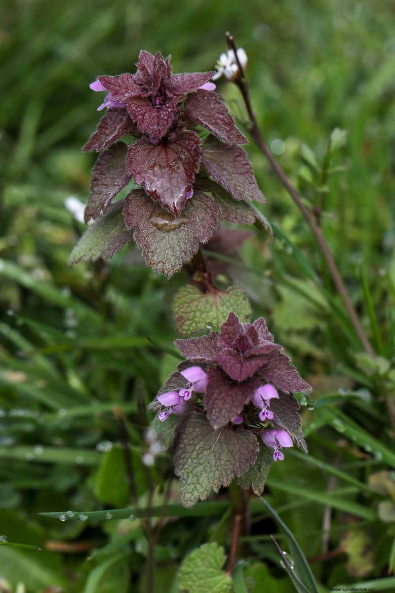 Edible & Medicinal Weeds: 39 Common Plants for Health & Wellness