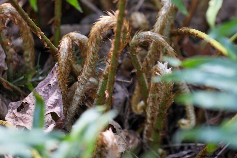 Edible & Medicinal Weeds: 39 Common Plants for Health & Wellness