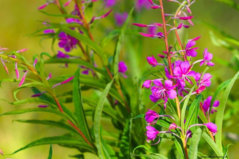Edible & Medicinal Weeds: 39 Common Plants for Health & Wellness
