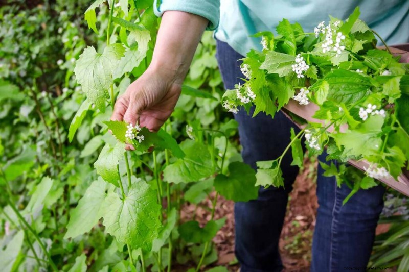 Edible & Medicinal Weeds: 39 Common Plants for Health & Wellness