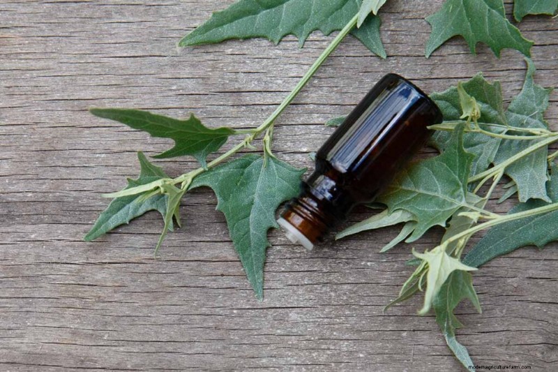 Edible & Medicinal Weeds: 39 Common Plants for Health & Wellness