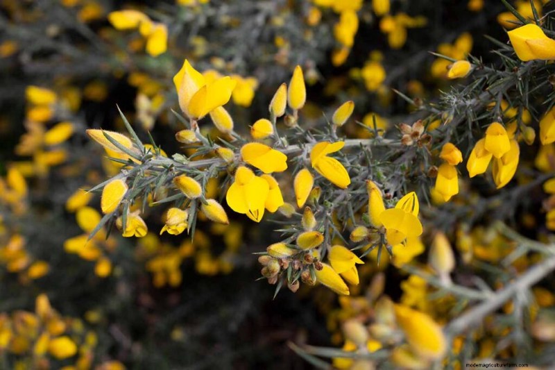Edible & Medicinal Weeds: 39 Common Plants for Health & Wellness