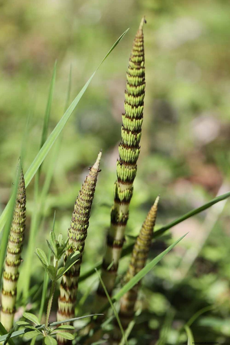 Edible & Medicinal Weeds: 39 Common Plants for Health & Wellness