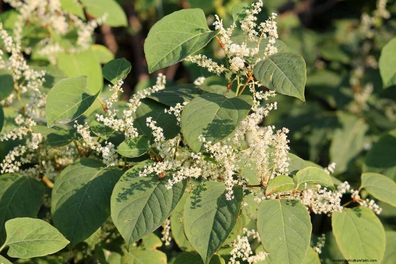 Edible & Medicinal Weeds: 39 Common Plants for Health & Wellness