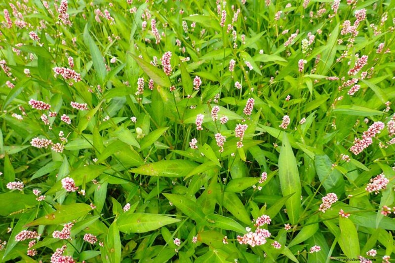 Edible & Medicinal Weeds: 39 Common Plants for Health & Wellness