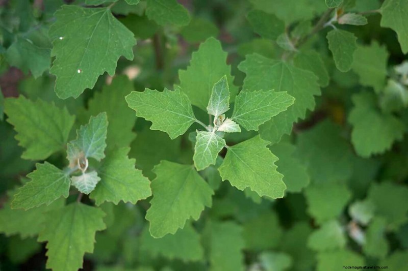 Edible & Medicinal Weeds: 39 Common Plants for Health & Wellness