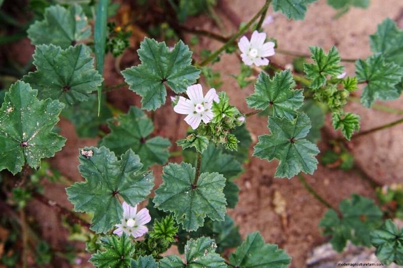 Edible & Medicinal Weeds: 39 Common Plants for Health & Wellness
