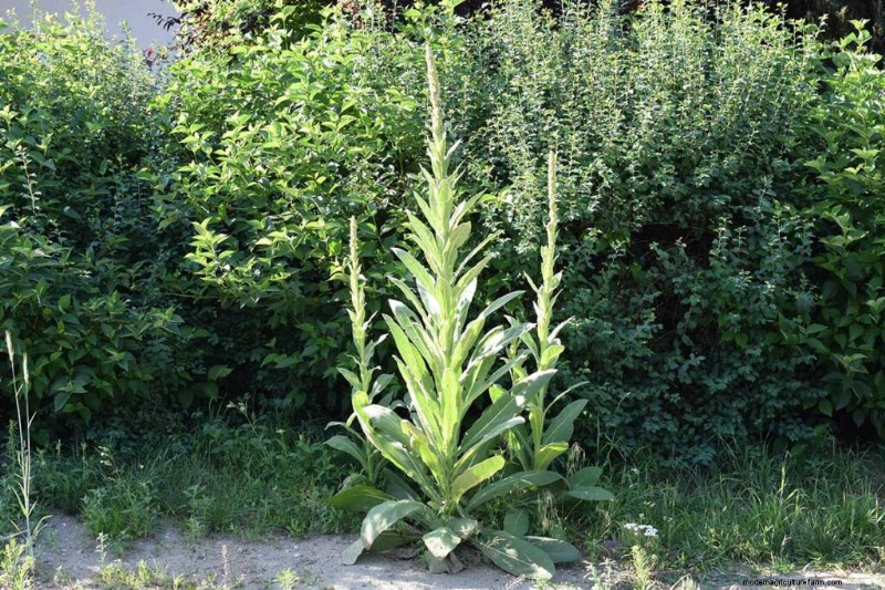Edible & Medicinal Weeds: 39 Common Plants for Health & Wellness