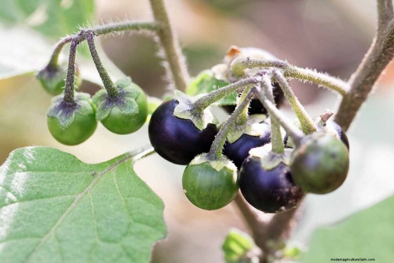 Edible & Medicinal Weeds: 39 Common Plants for Health & Wellness