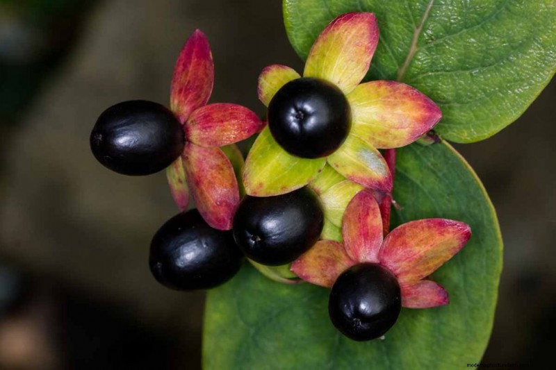 Edible & Medicinal Weeds: 39 Common Plants for Health & Wellness
