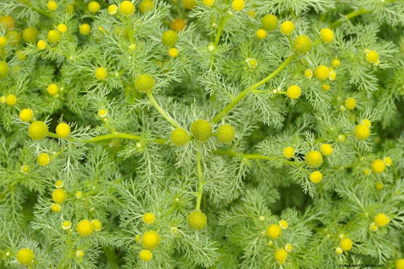 Edible & Medicinal Weeds: 39 Common Plants for Health & Wellness
