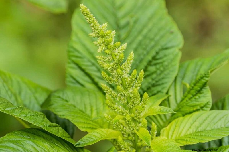 Edible & Medicinal Weeds: 39 Common Plants for Health & Wellness