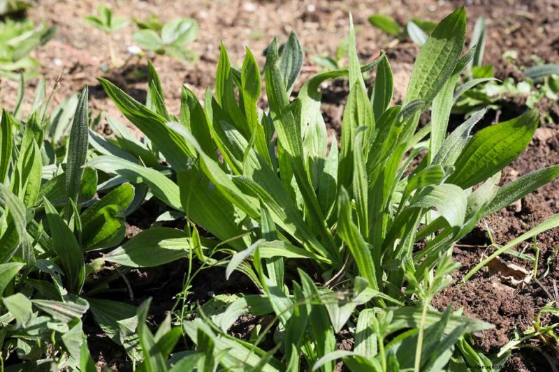 Edible & Medicinal Weeds: 39 Common Plants for Health & Wellness