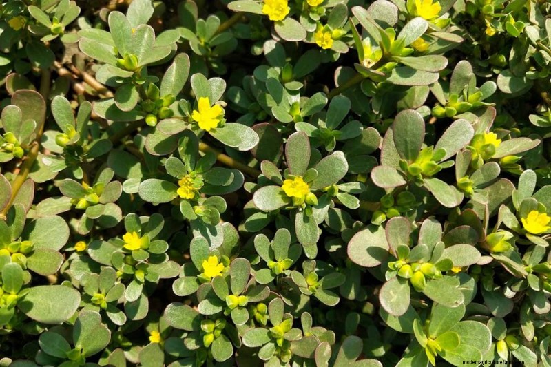Edible & Medicinal Weeds: 39 Common Plants for Health & Wellness