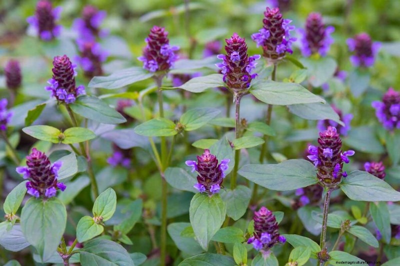 Edible & Medicinal Weeds: 39 Common Plants for Health & Wellness