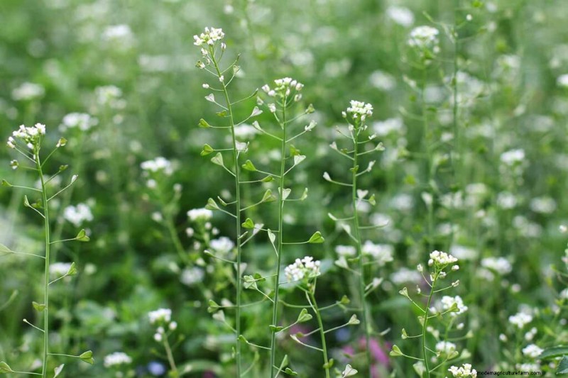 Edible & Medicinal Weeds: 39 Common Plants for Health & Wellness