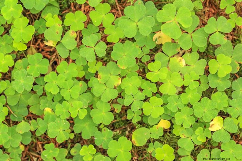 Edible & Medicinal Weeds: 39 Common Plants for Health & Wellness