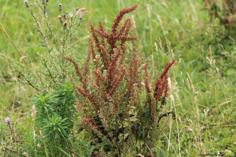 Edible & Medicinal Weeds: 39 Common Plants for Health & Wellness