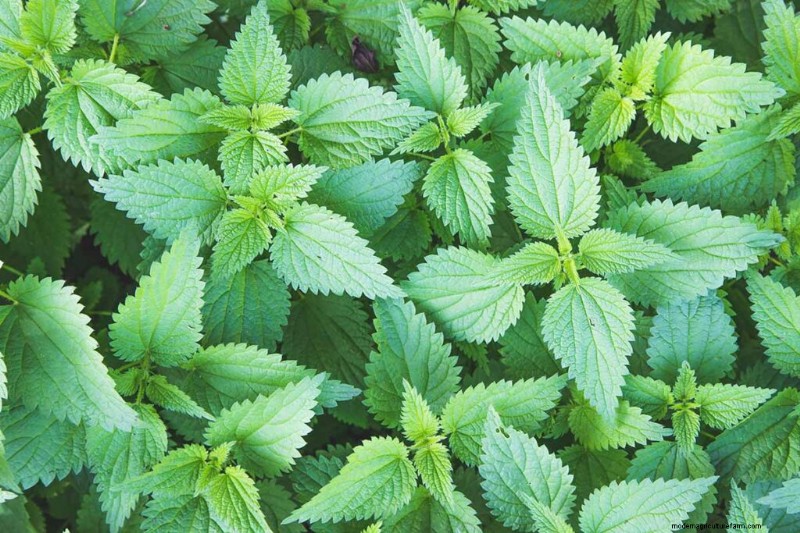 Edible & Medicinal Weeds: 39 Common Plants for Health & Wellness