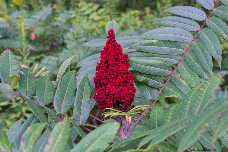Edible & Medicinal Weeds: 39 Common Plants for Health & Wellness