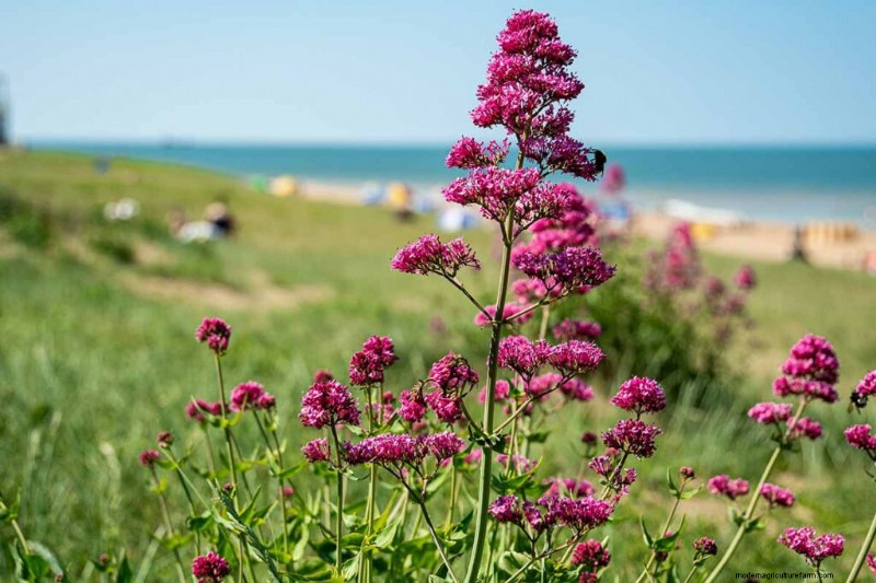 Edible & Medicinal Weeds: 39 Common Plants for Health & Wellness