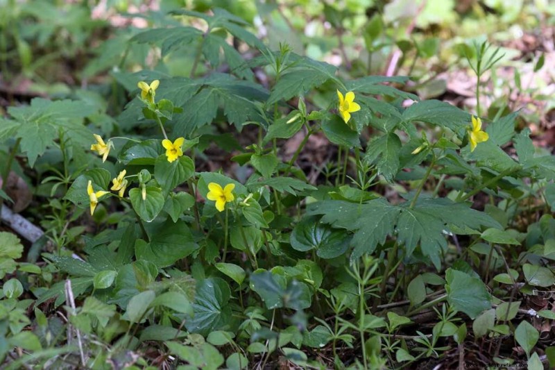 Edible & Medicinal Weeds: 39 Common Plants for Health & Wellness