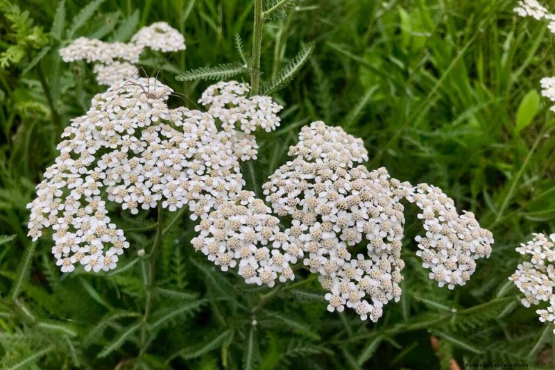 Edible & Medicinal Weeds: 39 Common Plants for Health & Wellness