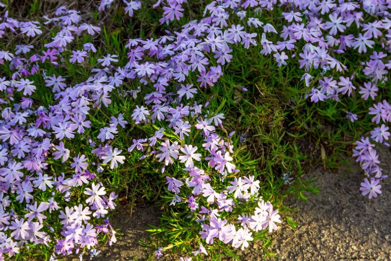 Best Flowering Ground Covers for Landscaping: 15 Top Choices