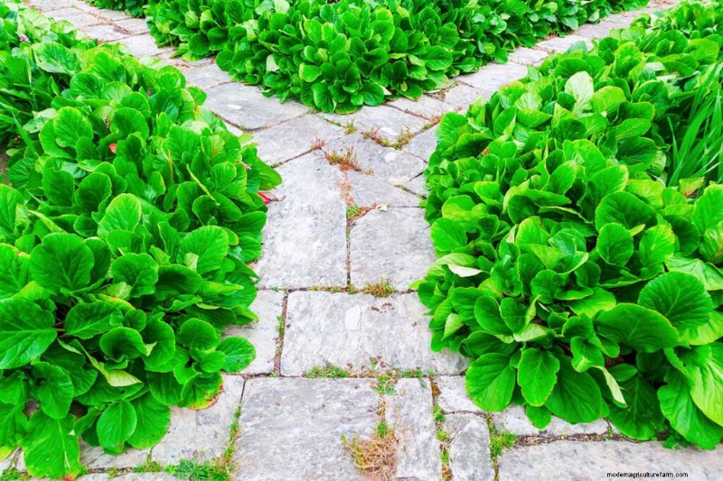 Best Flowering Ground Covers for Landscaping: 15 Top Choices