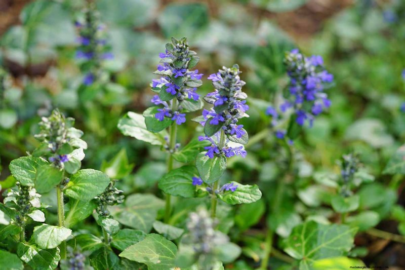 Best Flowering Ground Covers for Landscaping: 15 Top Choices