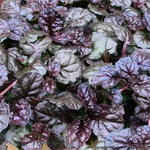 Best Flowering Ground Covers for Landscaping: 15 Top Choices