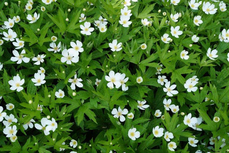 Best Flowering Ground Covers for Landscaping: 15 Top Choices