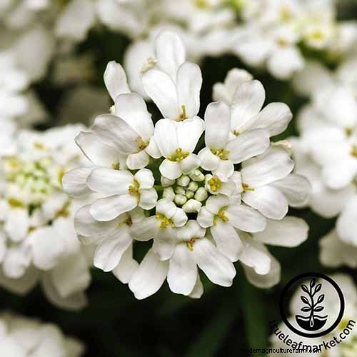 Best Flowering Ground Covers for Landscaping: 15 Top Choices