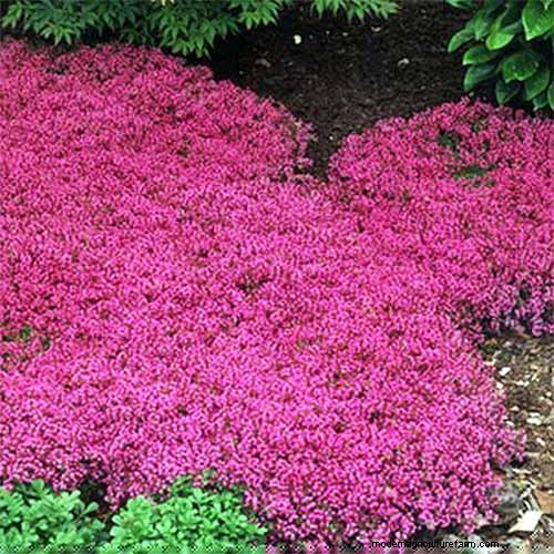 Best Flowering Ground Covers for Landscaping: 15 Top Choices