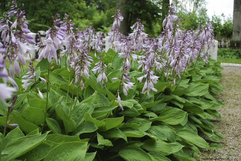 Best Flowering Ground Covers for Landscaping: 15 Top Choices