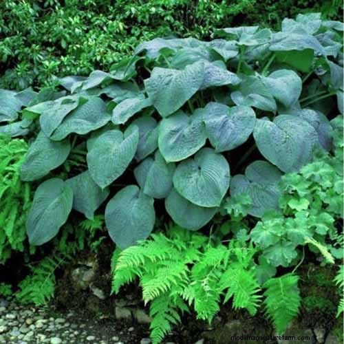 Best Flowering Ground Covers for Landscaping: 15 Top Choices