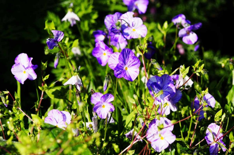 Best Flowering Ground Covers for Landscaping: 15 Top Choices
