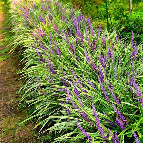 Best Flowering Ground Covers for Landscaping: 15 Top Choices