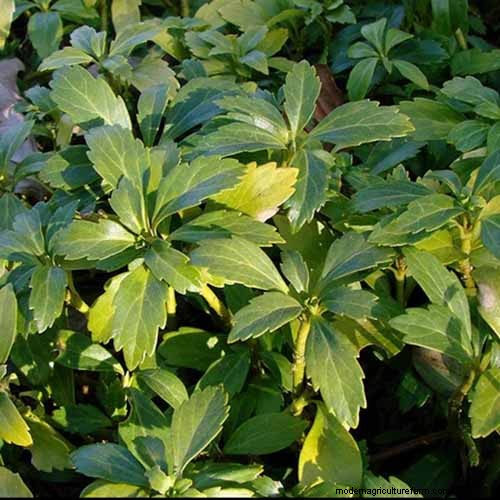 Best Flowering Ground Covers for Landscaping: 15 Top Choices