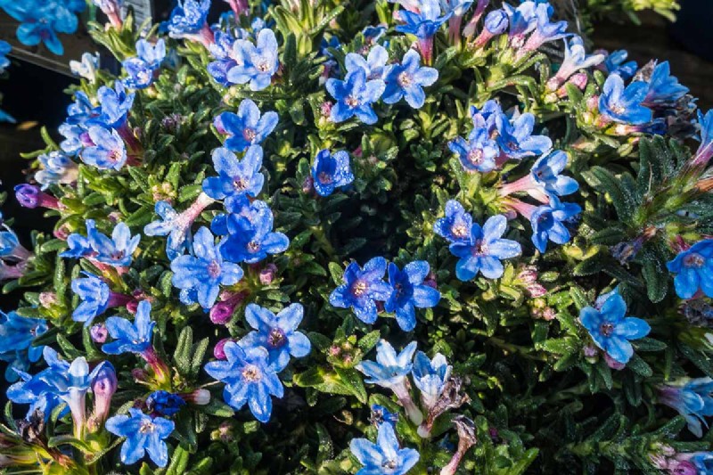 Best Flowering Ground Covers for Landscaping: 15 Top Choices