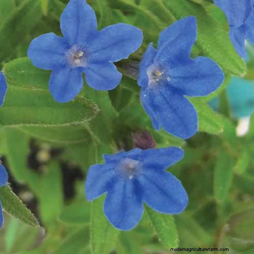 Best Flowering Ground Covers for Landscaping: 15 Top Choices