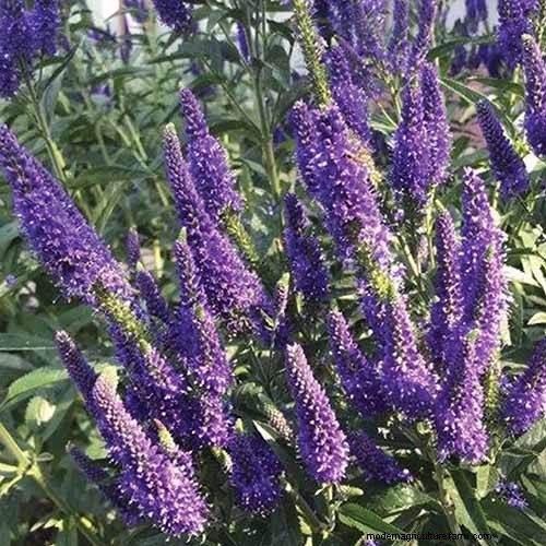 Best Flowering Ground Covers for Landscaping: 15 Top Choices
