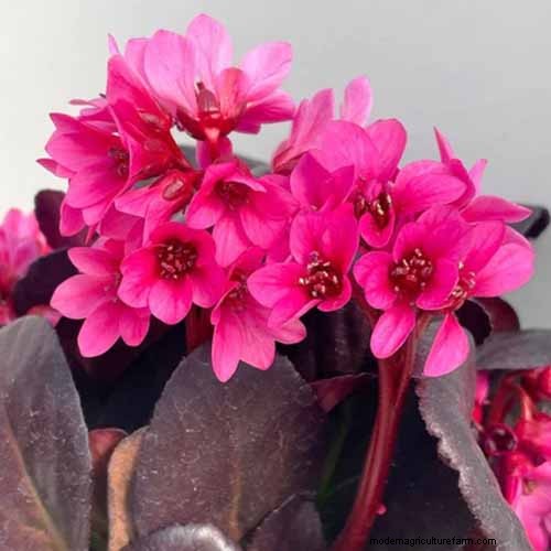 Best Flowering Ground Covers for Landscaping: 15 Top Choices