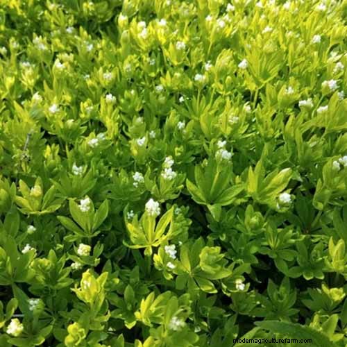 Best Flowering Ground Covers for Landscaping: 15 Top Choices